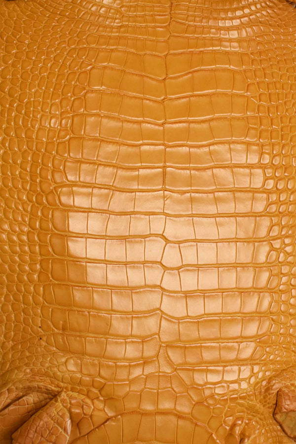 Vera piel de cocodrilo de alta calidad en gel tamaño 24 cm Vera piel de cocodrilo de alta calidad en gel tamaño 24 cm