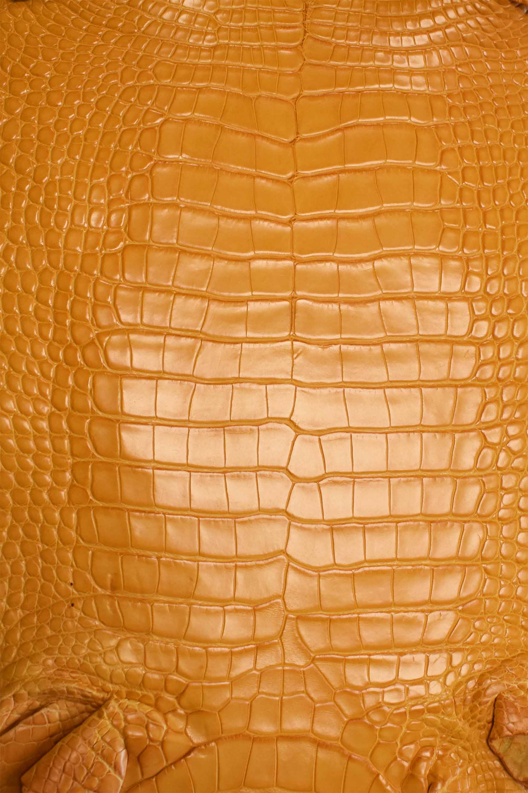 Vera pelle pregiata di alligatore gel misura 27 cm Vera pelle pregiata di alligatore gel misura 27 cm